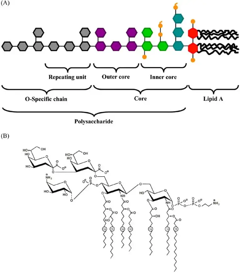 Endotoxin - Definition, Examples, Structure, Virulence Mechanism ...