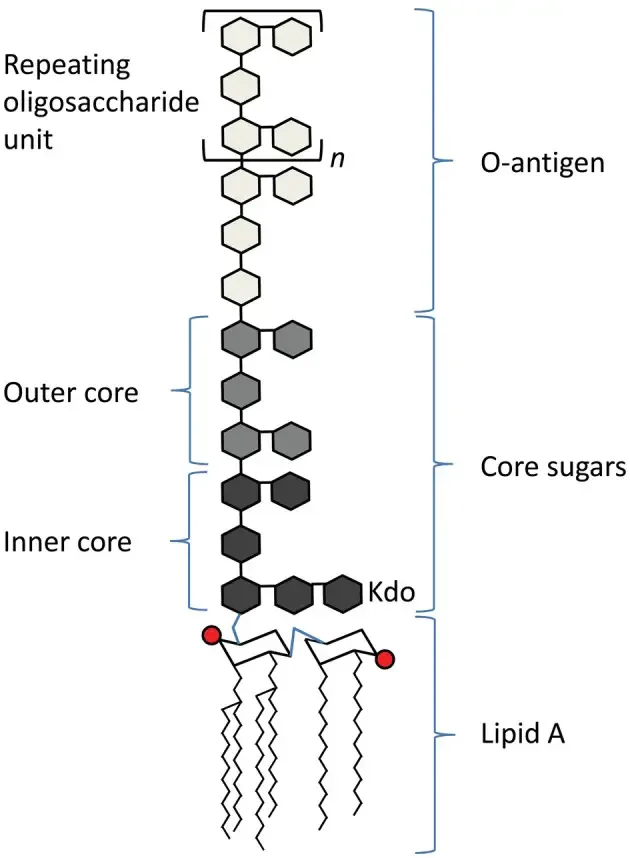 Structure and Composition of Lipopolysaccharide (LPS)