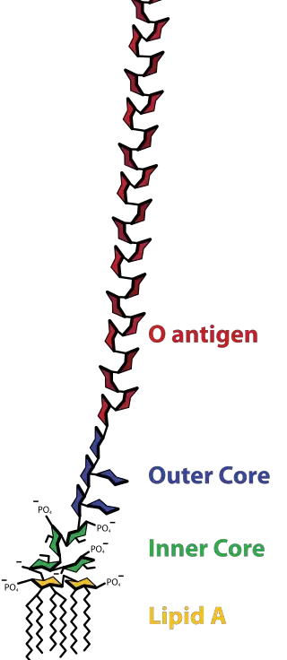 Core