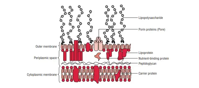 Schematic diagram of the cell wall of the Gram-negative bacteria.