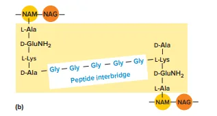 Characteristics of Peptidoglycan
