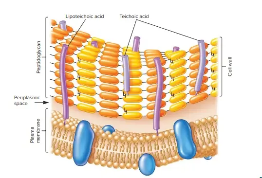 Structure of Gram-Positive Cell Wall