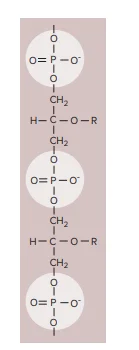 Teichoic acids