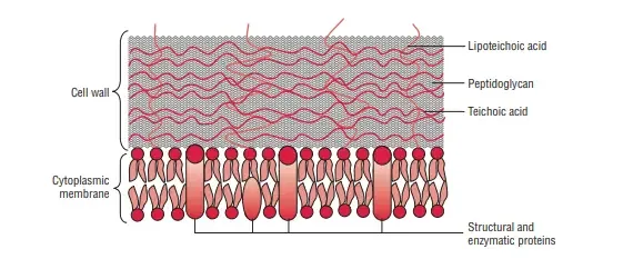 Structure of Gram-positive cell wall