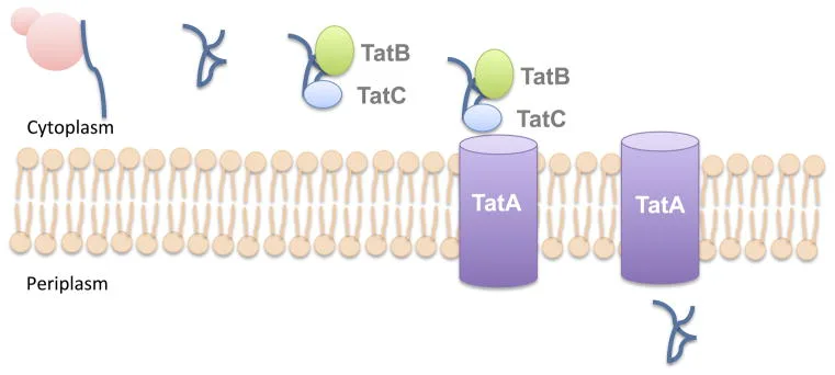 Secretion through the Tat pathway 