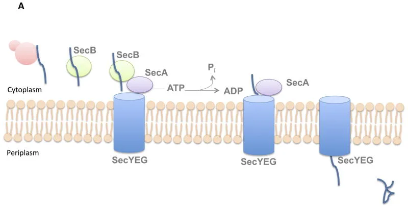 Export Mechanism through the Sec pathway
