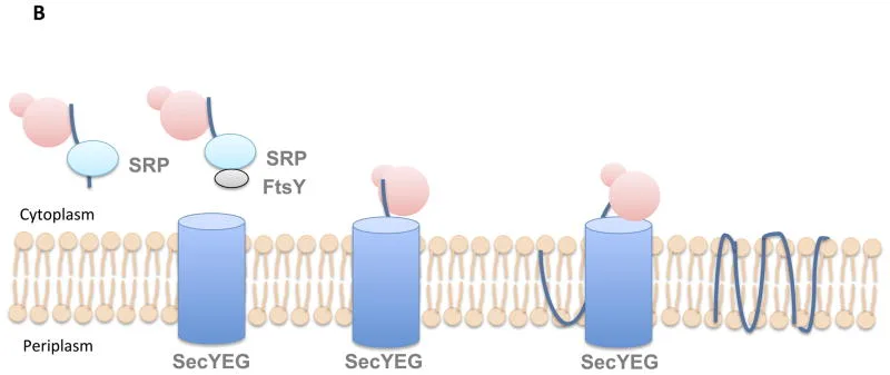 Post-translational Translocation (Periplasmic/Extracellular Proteins)