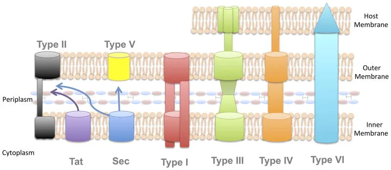 Secretion systems in Gram-negative bacteria