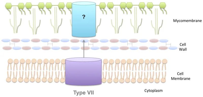 The Type VII Secretion System