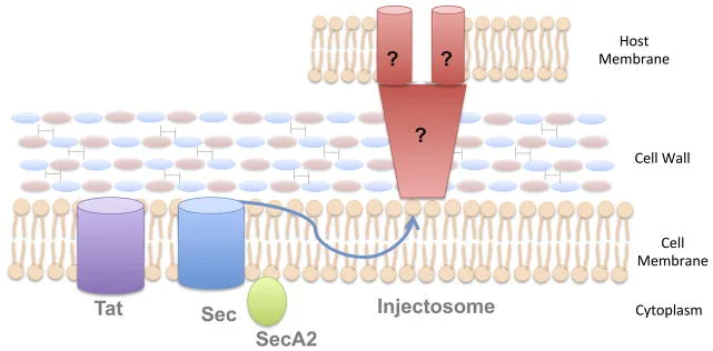Secretion systems in Gram-positive bacteria
