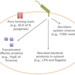 Mechanisms of innate immune recognition of bacterial secretion systems