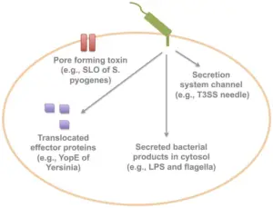 Bacterial Secretion Systems – Definition, Types, Mechanism, Importance