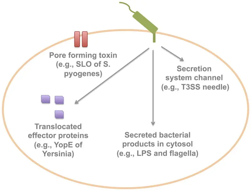 Mechanisms of innate immune recognition of bacterial secretion systems