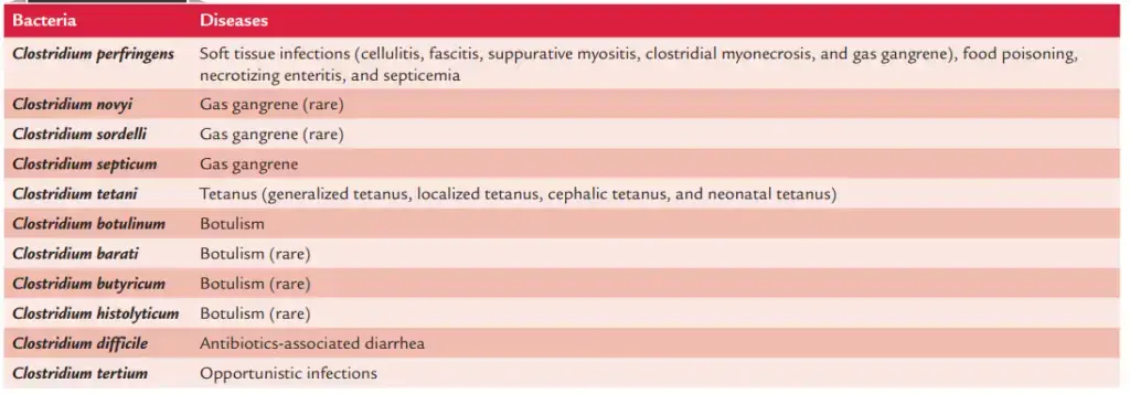 Human infections caused by Clostridium species