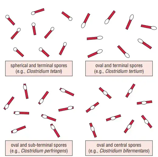 Schematic diagram showing different types and arrangement of spores.