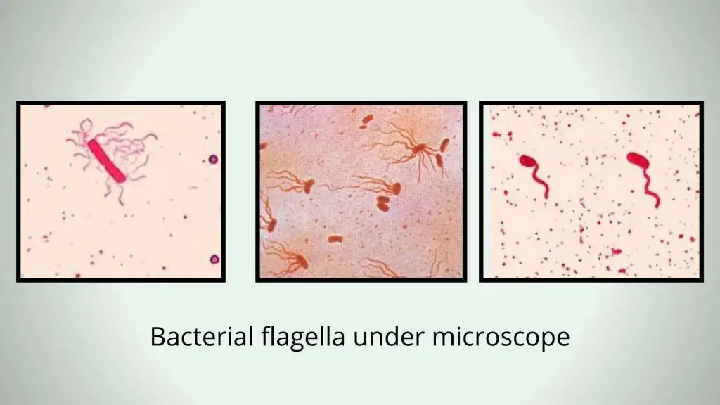 Classification of Bacteria Based on Cell Wall, pH, Temperature, salt ...