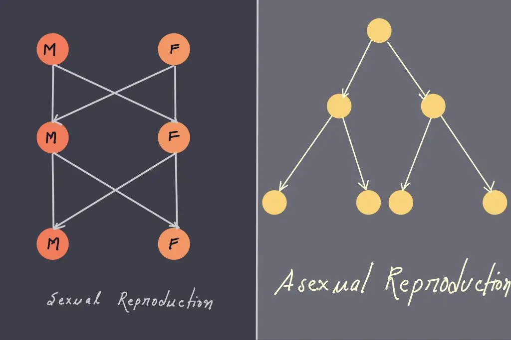 Asexual Reproduction in bacteria Definition Types Advantages 