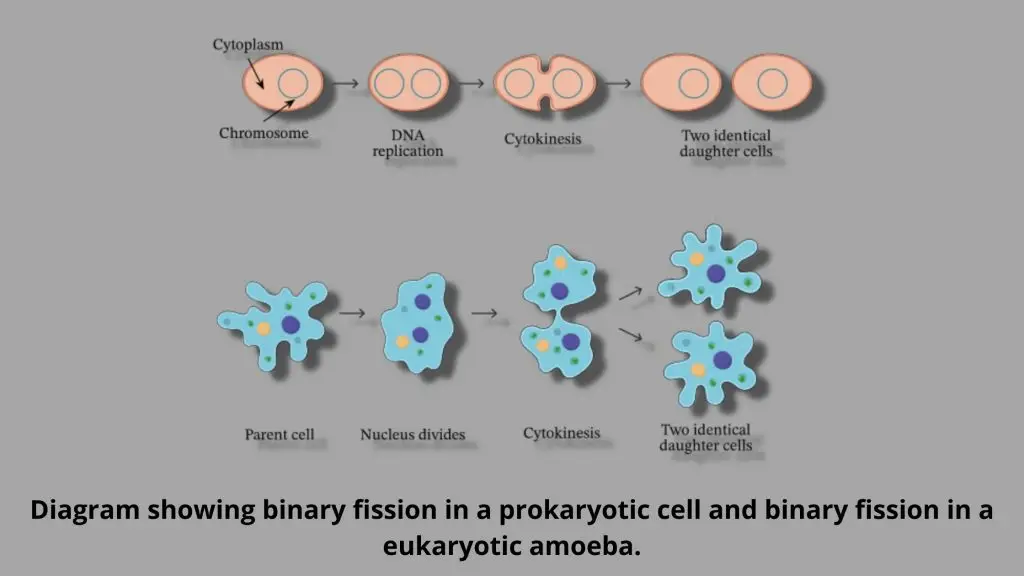 Asexual Reproduction in bacteria – binary fission