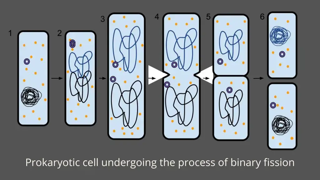 Asexual Reproduction in bacteria – binary fission