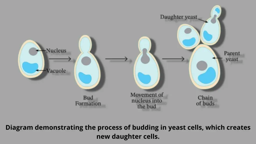 Asexual Reproduction in bacteria – budding