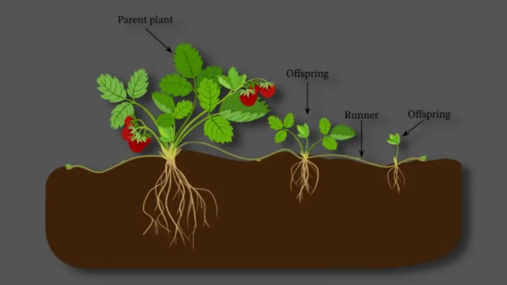 Asexual Reproduction in bacteria – Vegetative propagation