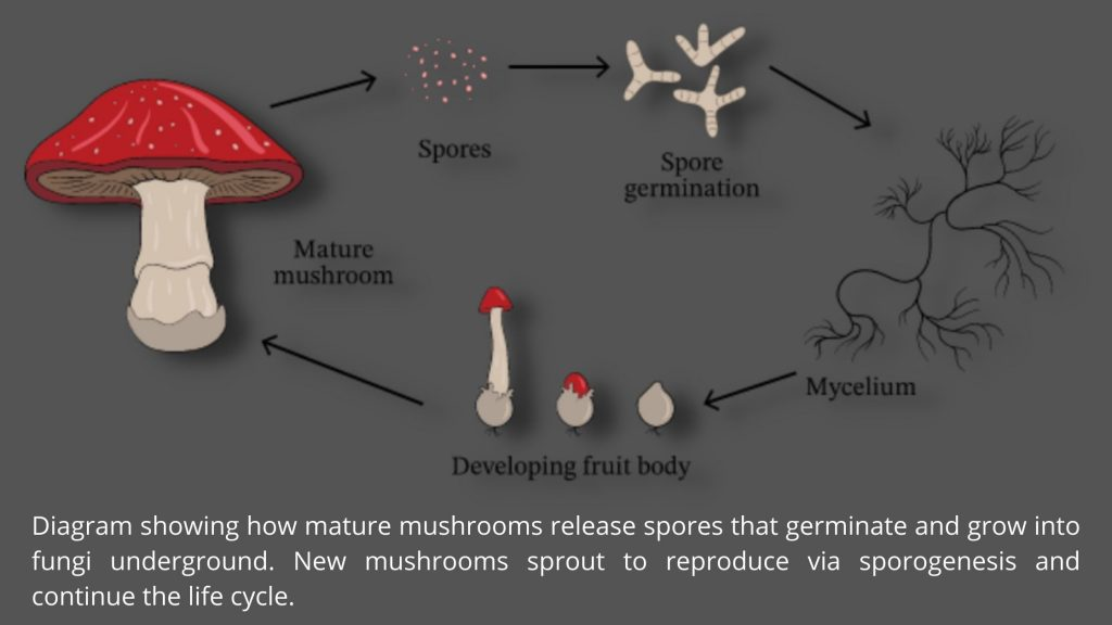 Fungi Asexual Reproduction Hillis2e_ch22