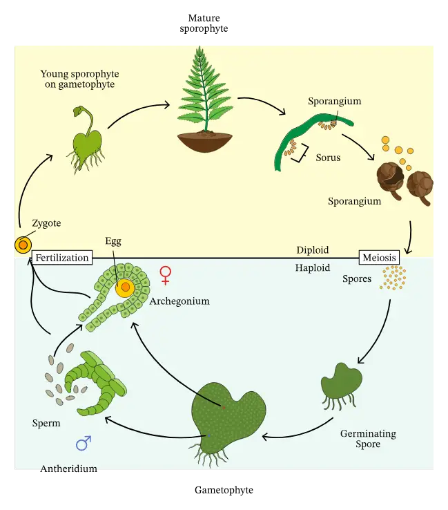 Diagram showing how fern plants exhibit alternating generations in their life cycle