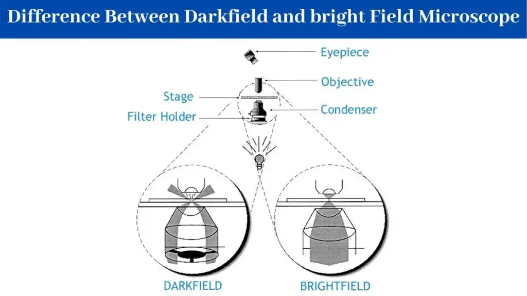 Difference Between Darkfield and bright Field Microscope
