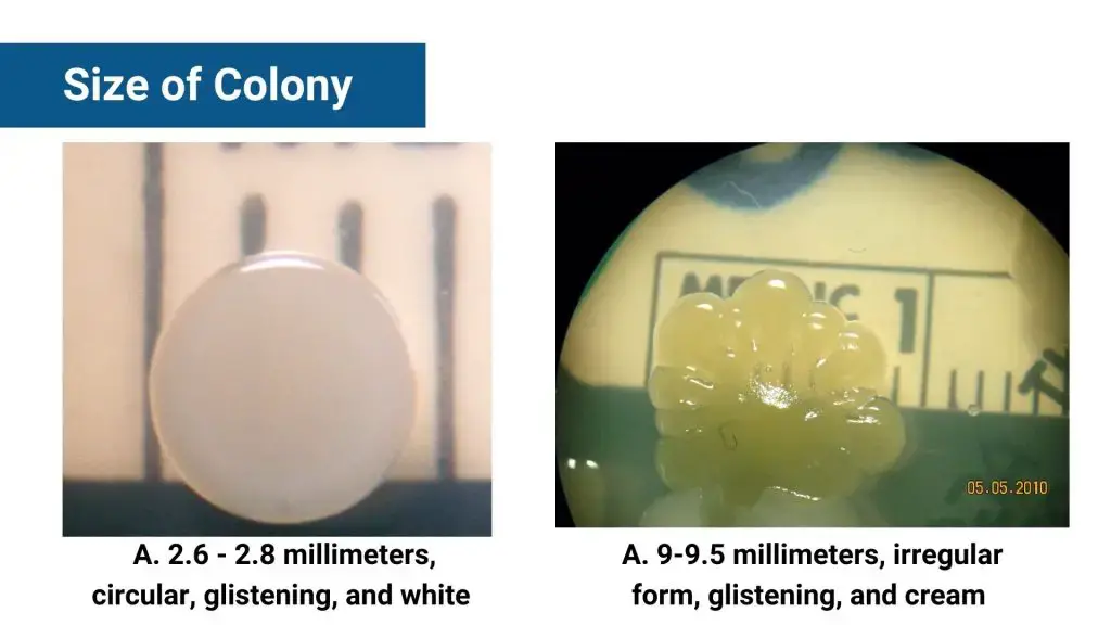 Size of Colony