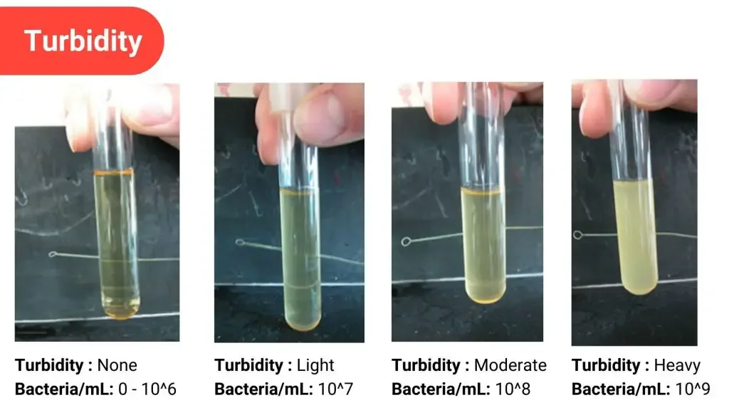 Bacterial Colony Morphology Characteristics