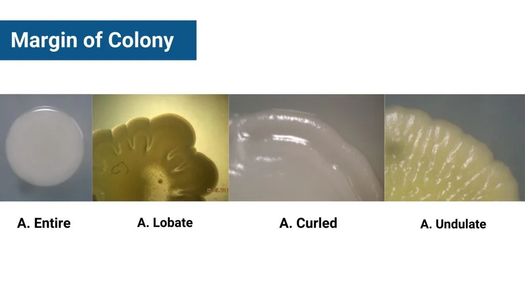 Margin of Colony