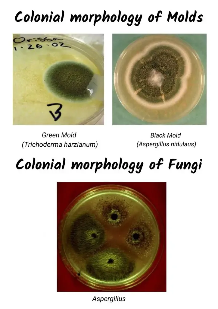 Fungi and mold Colony Morphology Characteristics