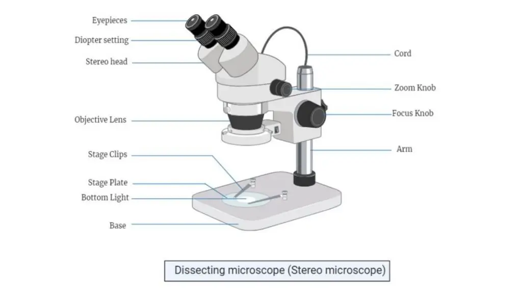 dissecting microscope labeled
