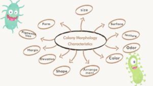 Colony Morphology of Bacteria Infographic