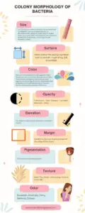 Colony Morphology of Bacteria Infographic