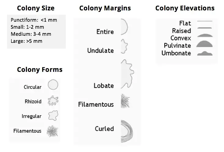 Describing Colonial Morphology of Bacteria 