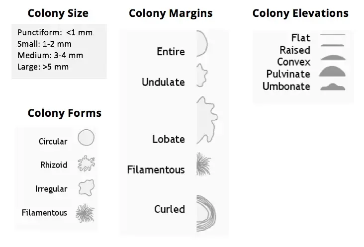 Describing Colonial Morphology of Bacteria 