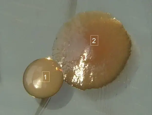 Two different types of bacterial colonies on an agar plate