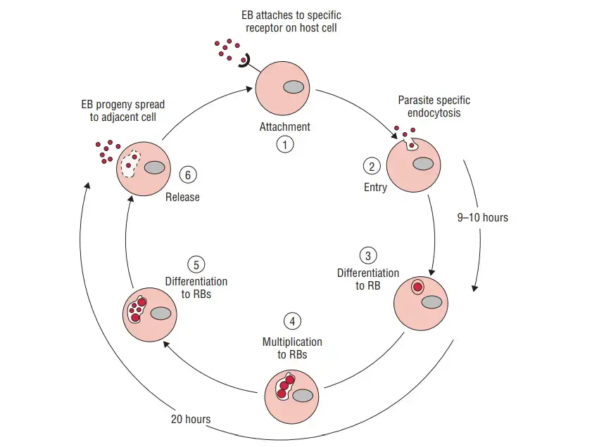 Life cycle of Chlamydia. EB: elementary body; RB: reticulate body.