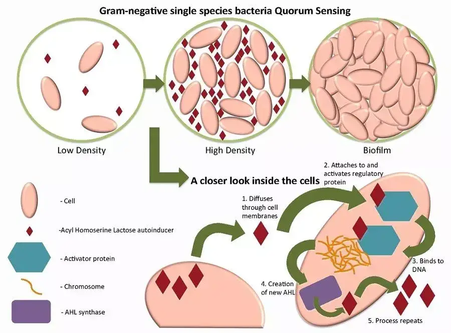 Biofilm development and quorum sensing