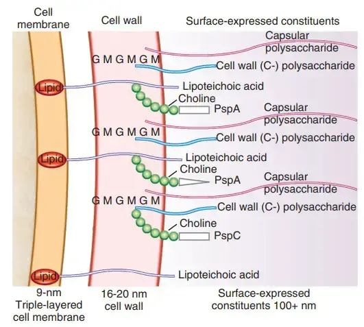 Cell Surface Structure of Streptococcus pneumoniae
