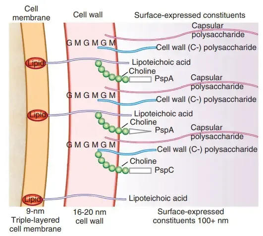 Streptococcus pneumoniae - Habitat, Morphology, Genomes 4 Cell Surface Structure of Streptococcus pneumoniae