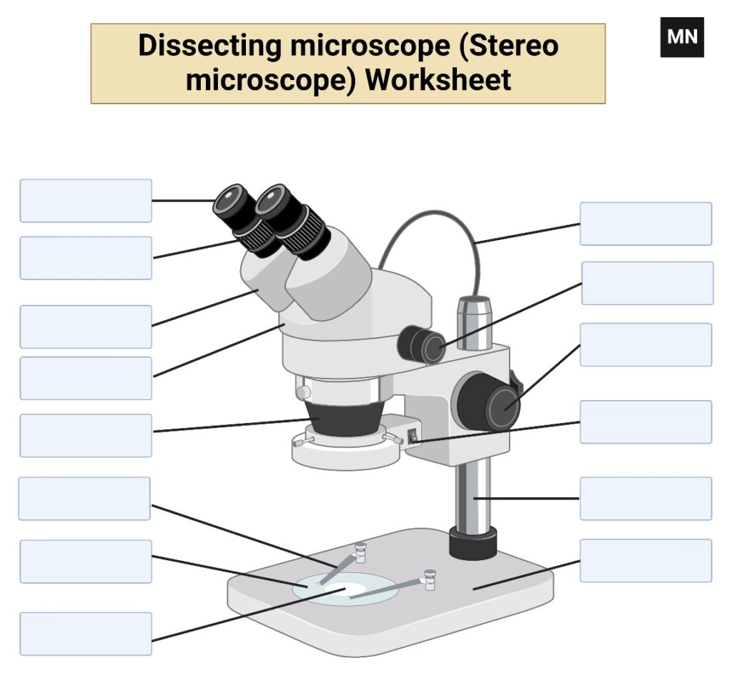 Dissecting Microscope Worksheet