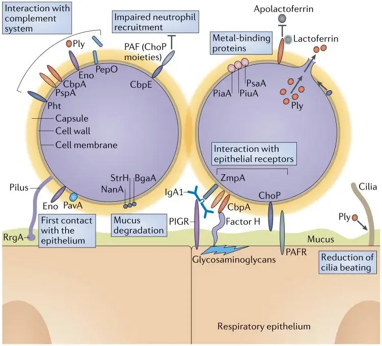 Streptococcus pneumoniae - Habitat, Morphology, Genomes 6 Molecular mechanisms of pneumococcal colonization of host surfaces (Weiser JN, et al. 2018)