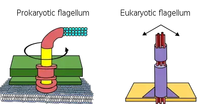 Types of Flagella
