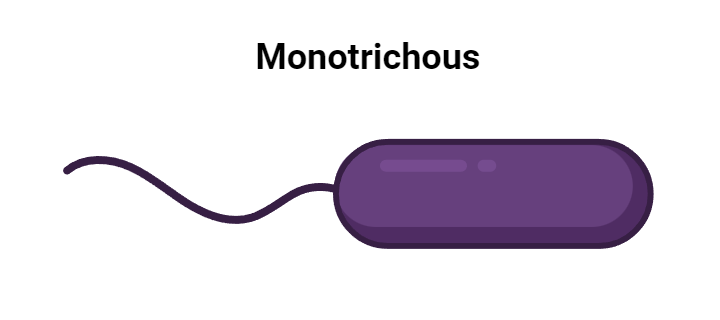 Flagella - Definition, Structure, Types, Functions, Rotation, Examples ...