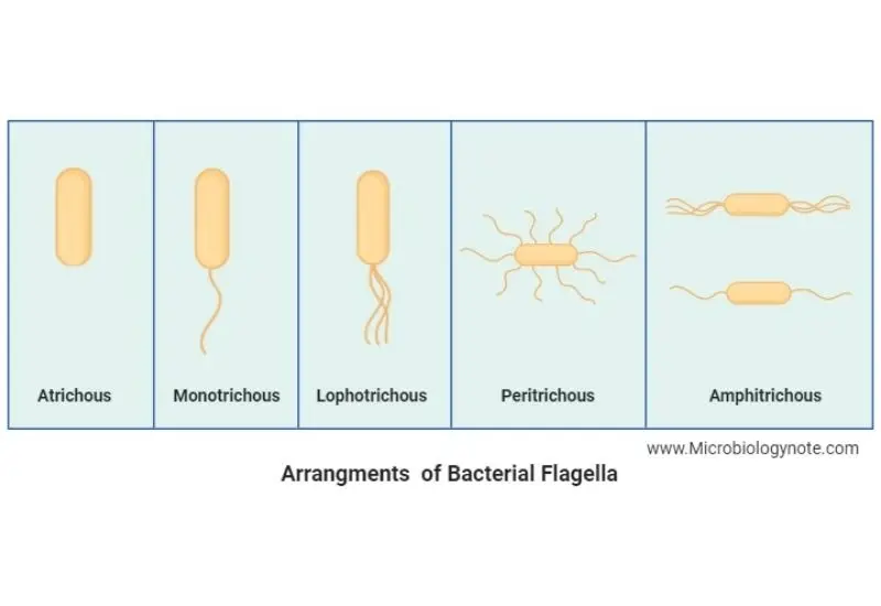 Arrangement of bacterial flagella 