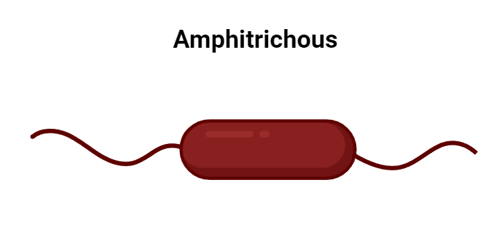 Amphitrichous