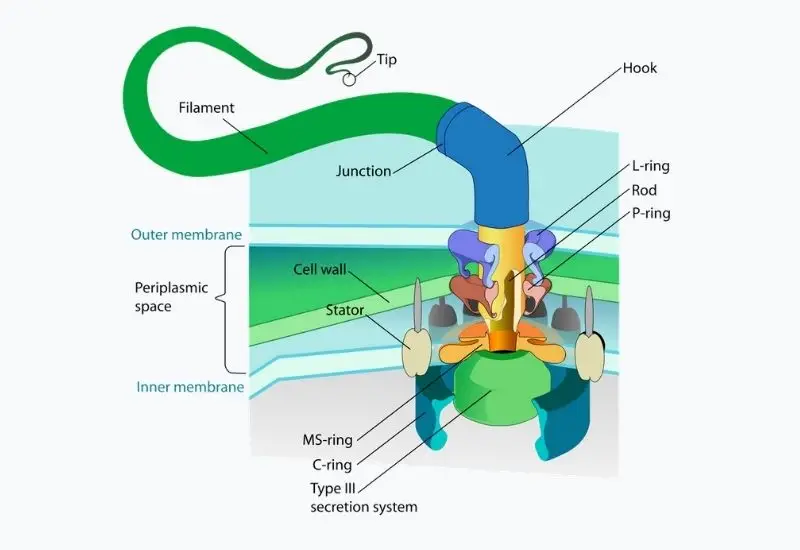 Structure of bacterial flagella 