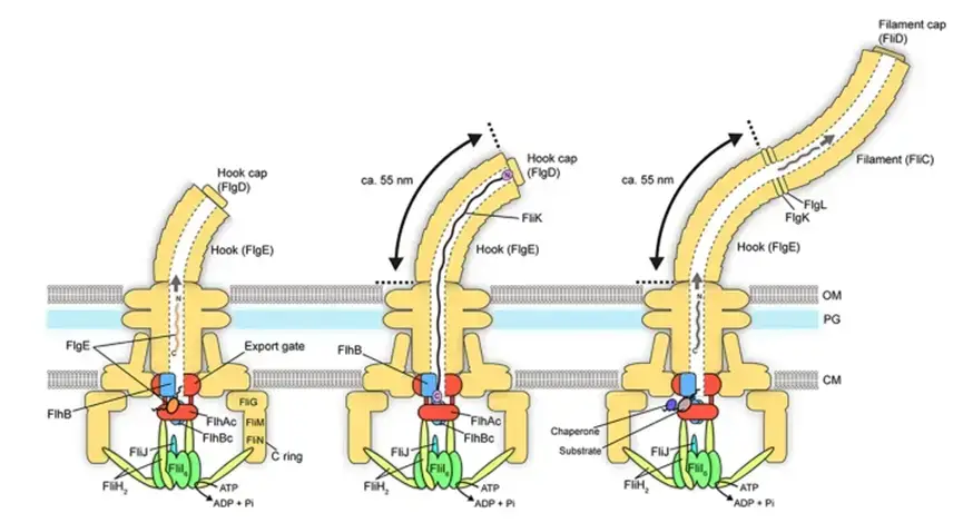 Flagellum Assembly of bacteria. 